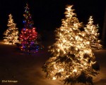 ChristmasTrees ChristmasTrees