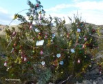 XmasBush XmasBush