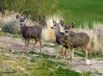 DeeratthePreserve DeeratthePreserve