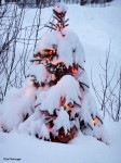 LoadedTree LoadedTree