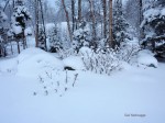 WinterRoseGarden WinterRoseGarden